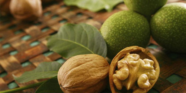 فروش گردو محلی مازندران + قیمت خرید به صرفه